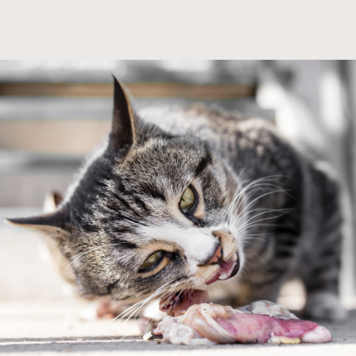 Cats eating shop raw meat